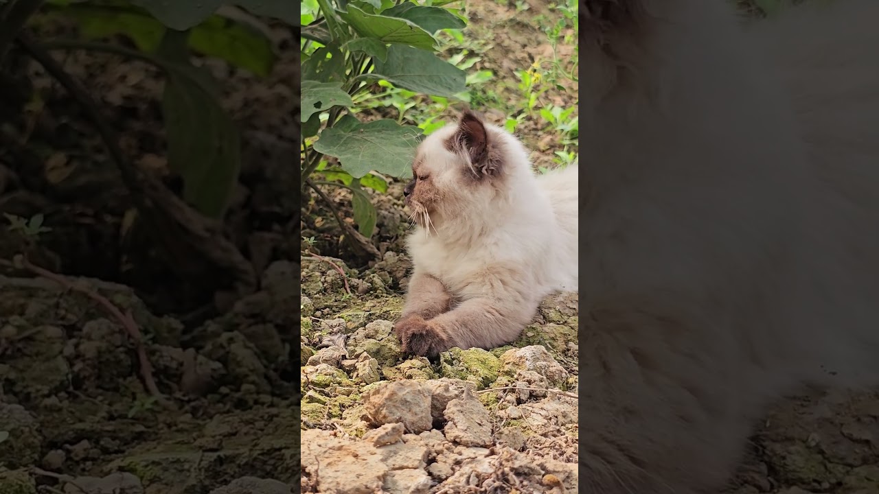 シャム猫のごはんタイムに大興奮 #シャム猫 #猫のごはん