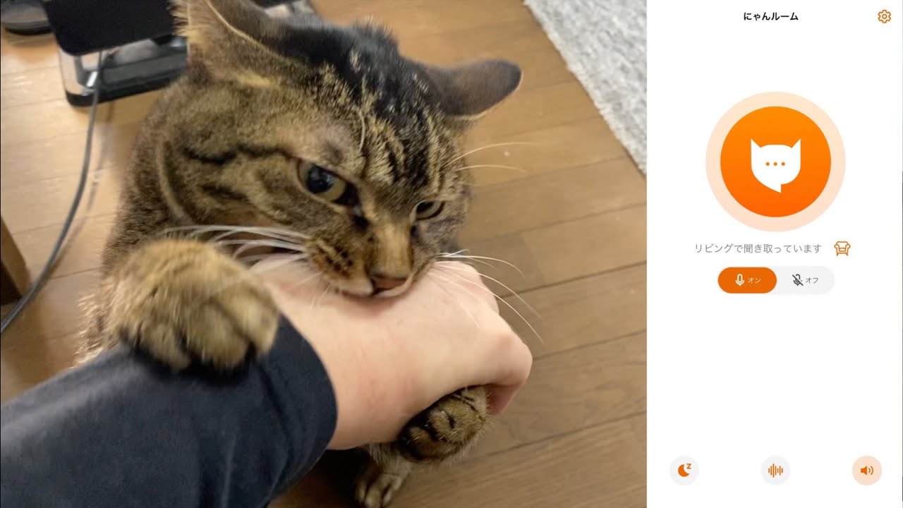 凶暴猫が俺に噛み付く理由が猫語翻訳機で遂にわかりました...