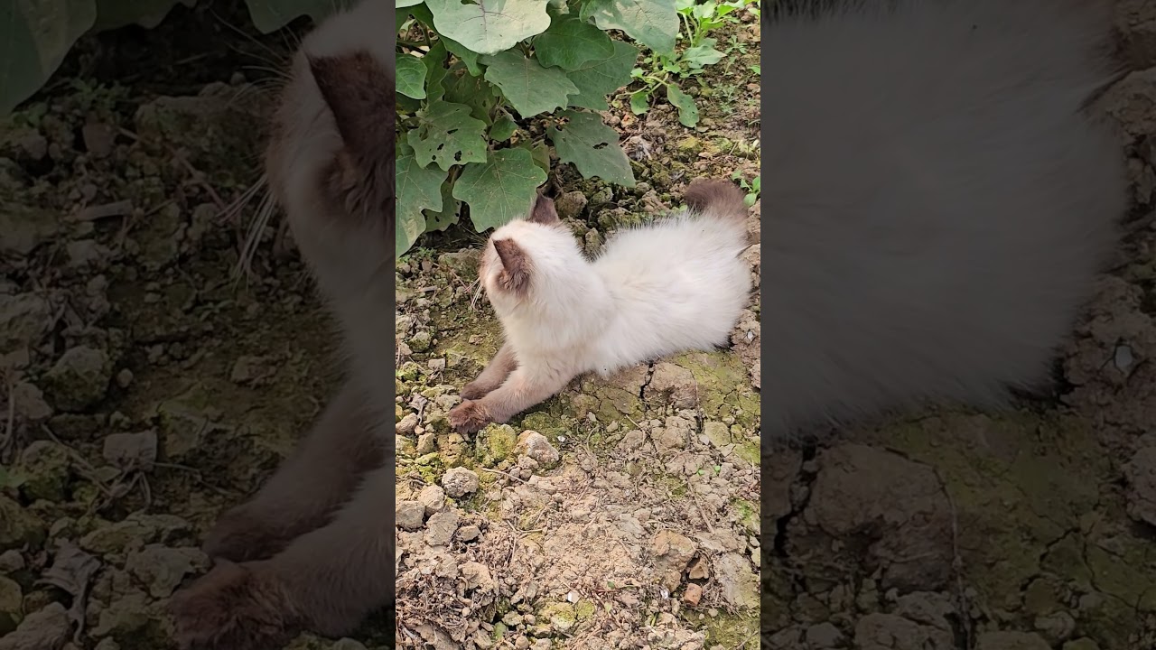 シャム猫と赤ちゃんのかわいい瞬間 #シャム猫 #赤ちゃんと猫