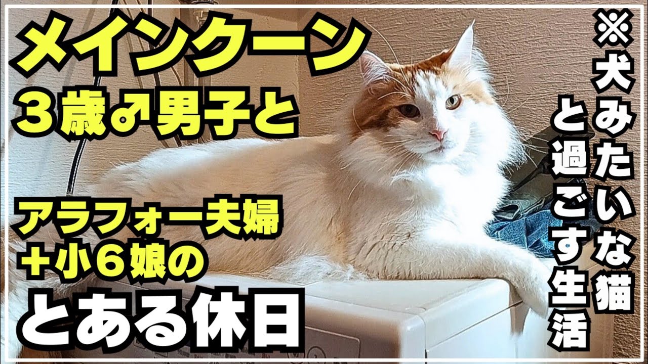 【中身は犬？】メインクーンの可愛さが詰まった大型猫との暮らし