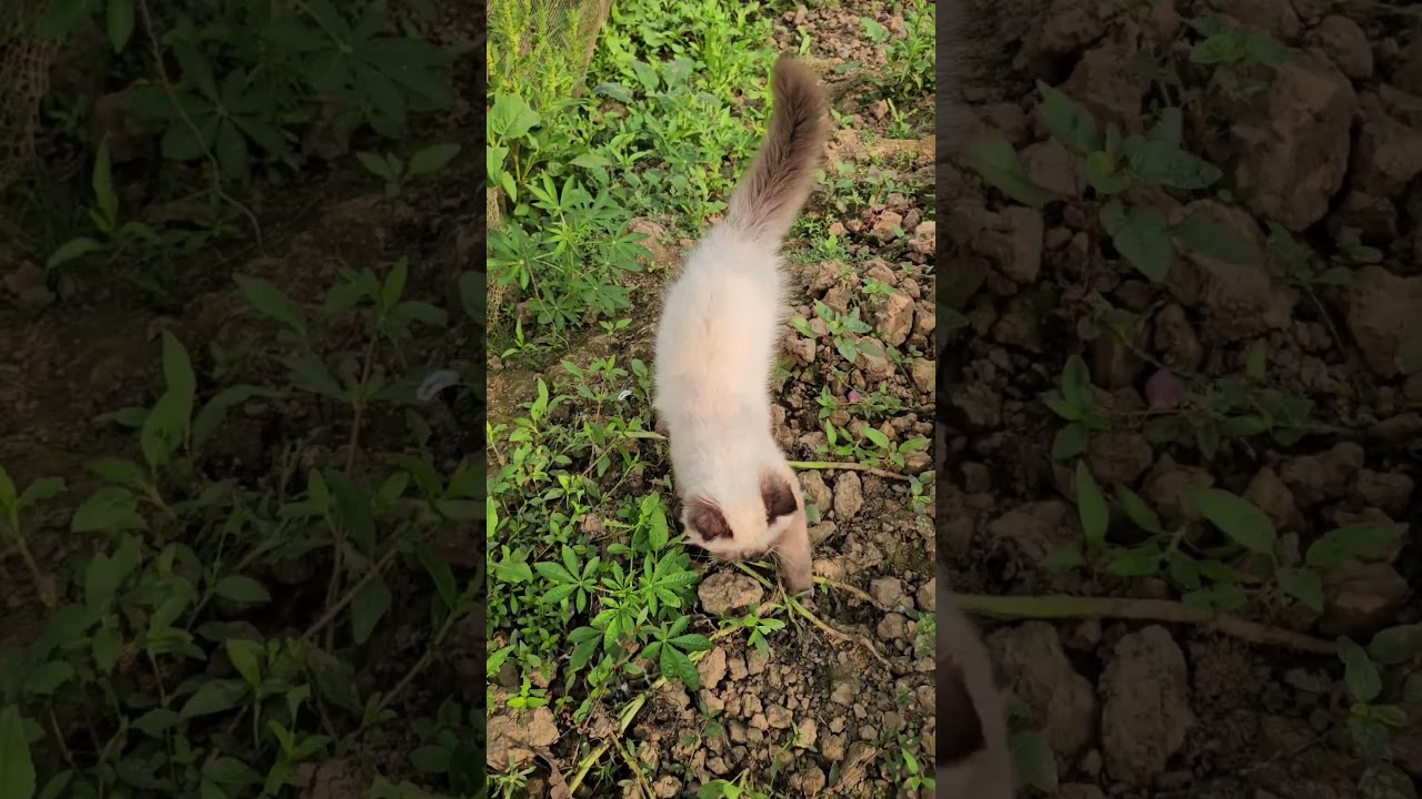 シャム猫のびっくりリアクション！ #シャム猫 #驚きの瞬間