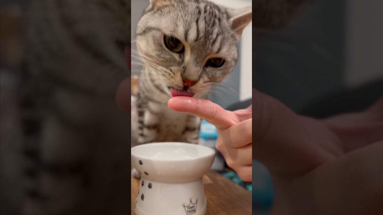 わんこ蕎麦スタイルで飯を食う猫たちwww #shorts #猫 #cat