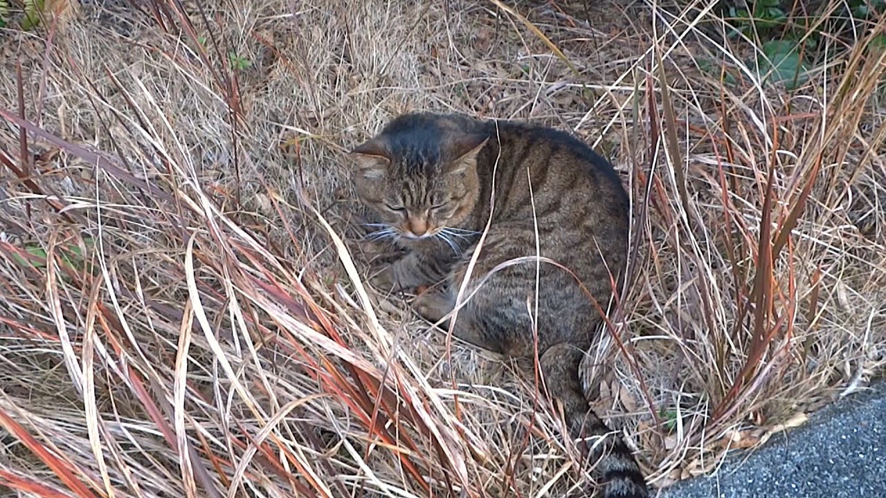 こんなところに寿三郎が、、四日ぶりに発見!　付録付き（概要欄もご覧ください）