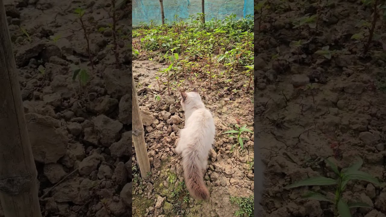シャム猫の可愛い鳴き声を聞いてみよう！ #シャム猫 #猫の声