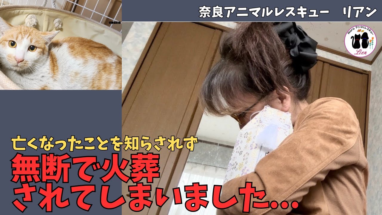 保護猫が亡くなったことを知らされず、無断で火葬されてしまいました