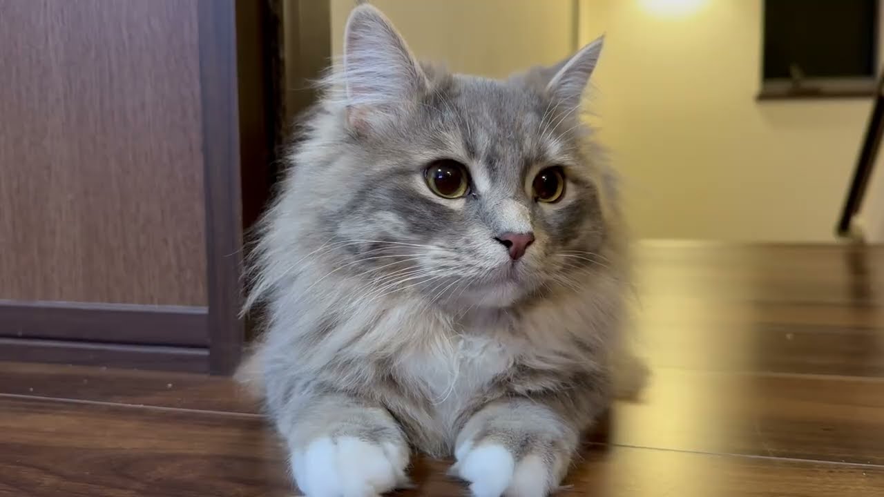 ケンカ中の3歳児を癒す猫　ラガマフィンA cat soothes a fighting 3-year-old. Ragamuffin