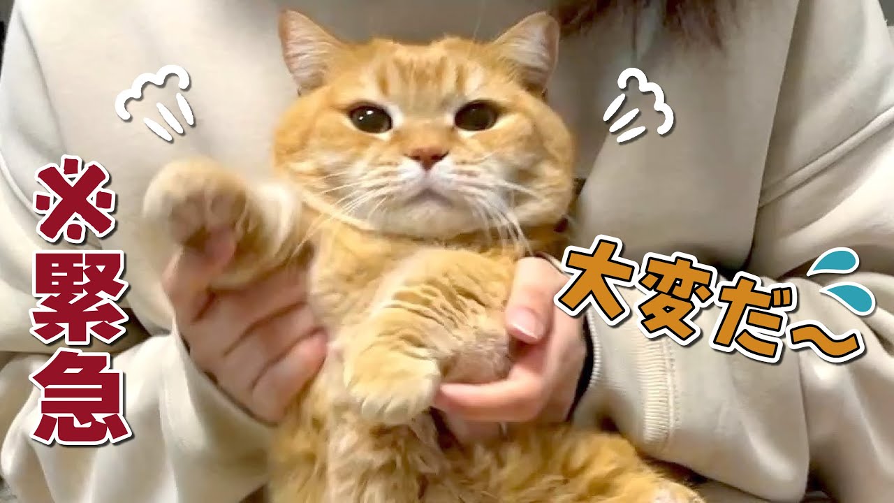 とあるものが届いたので緊急で動画をまわしてます！【嬉しいお知らせ】