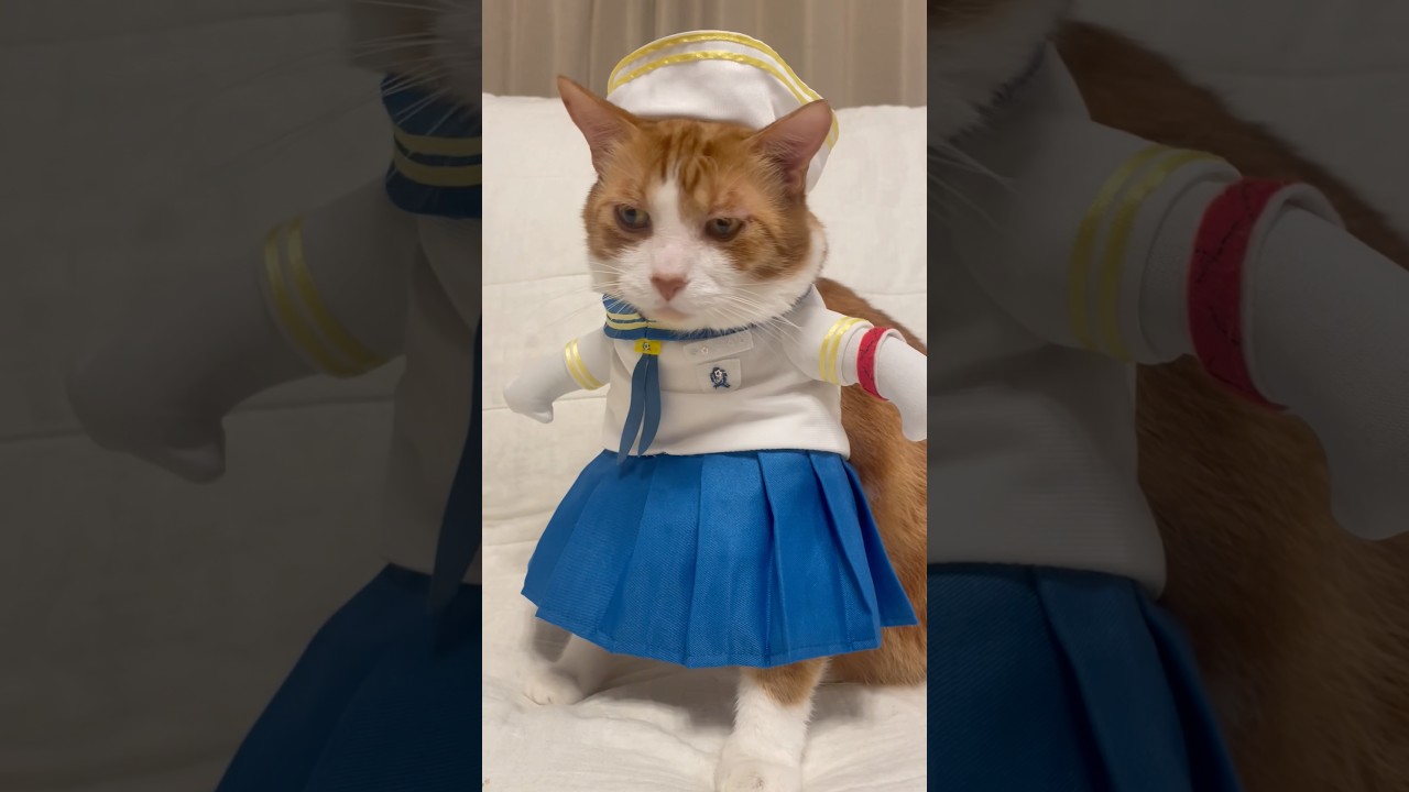 【CAT】付ける前から分かってたよ～ #shorts #cat #猫のいる暮らし