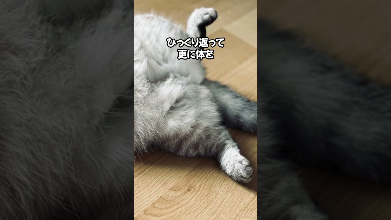 最上級の友情の証とは？ #cat #ねこのいる幸せ #ねこ大好き #猫のいる暮らし #猫のいる生活 #猫動画