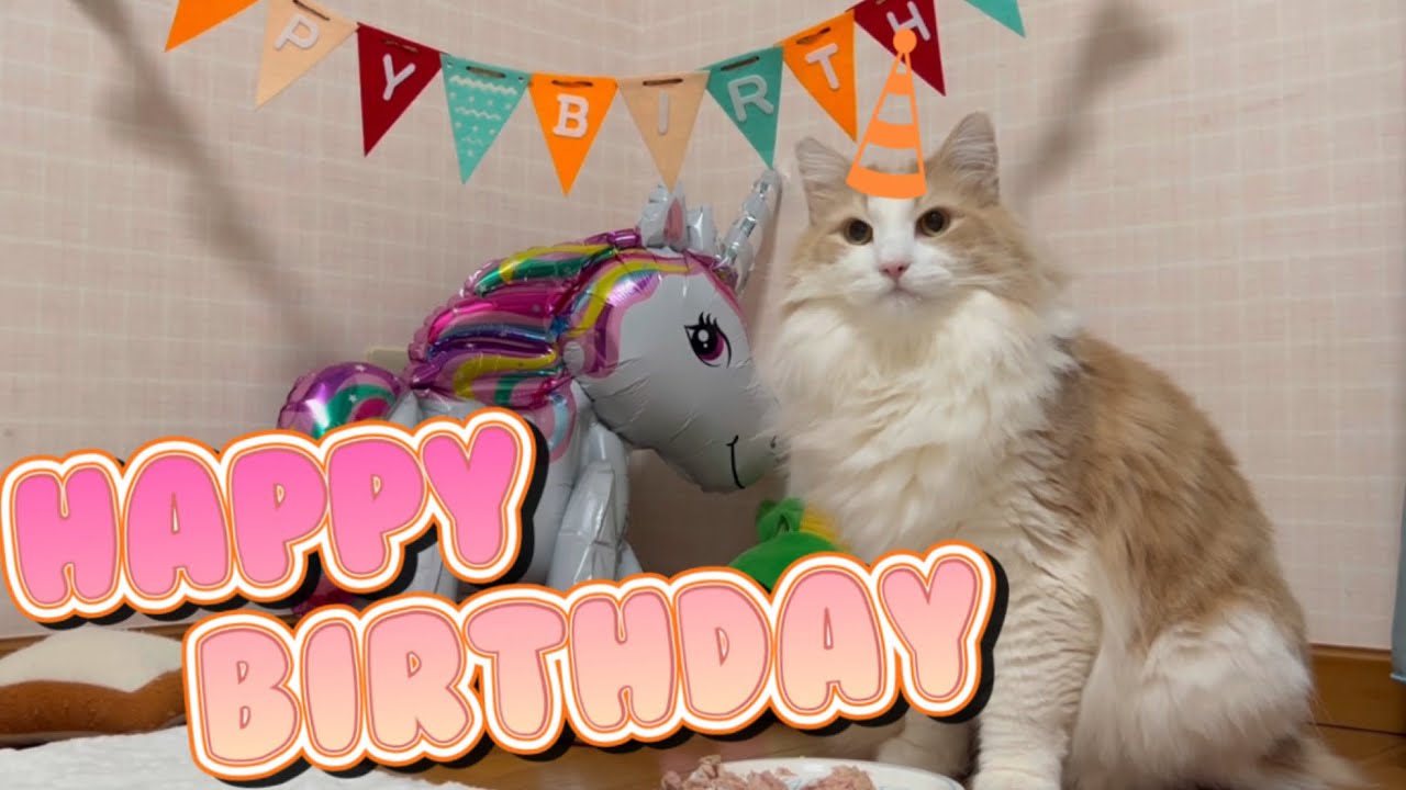 【お誕生日🎂】ボク６さいになりました！！！ノルウェージャンフォレストキャットのお誕生日会🩷