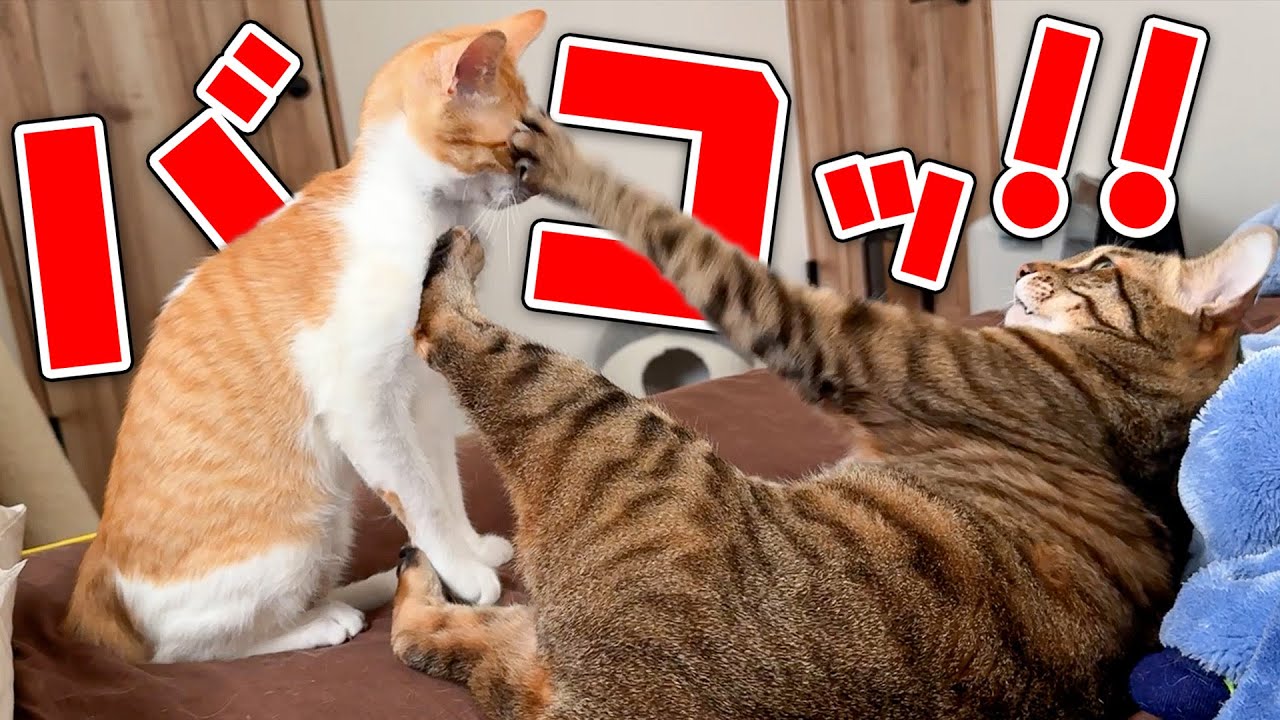 朝目覚めたら子猫がデカい猫にボコボコにされていました。