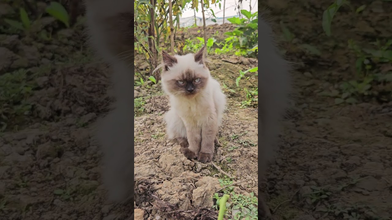 シャム猫の甘えん坊タイム #シャム猫 #癒し