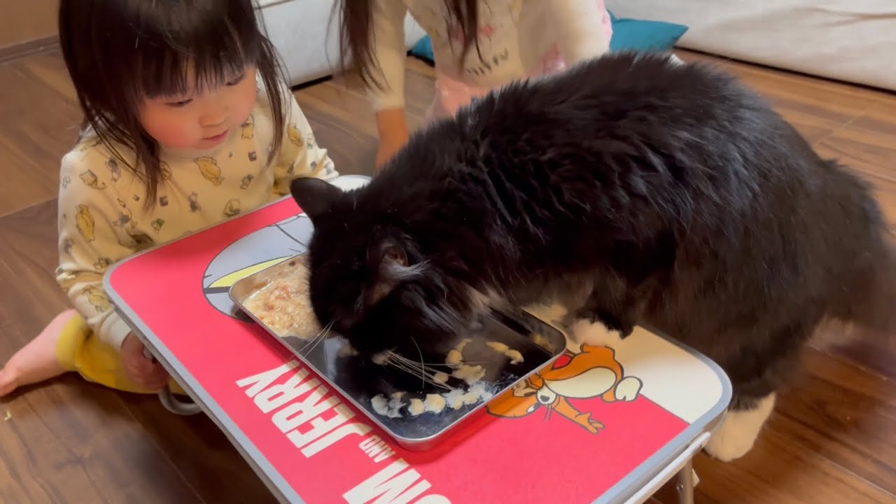 子供達から6歳の誕生日をお祝いされる猫　ラガマフィン