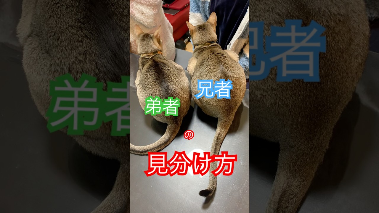 兄者弟者の見分け方　その１　＃シンガプーラ