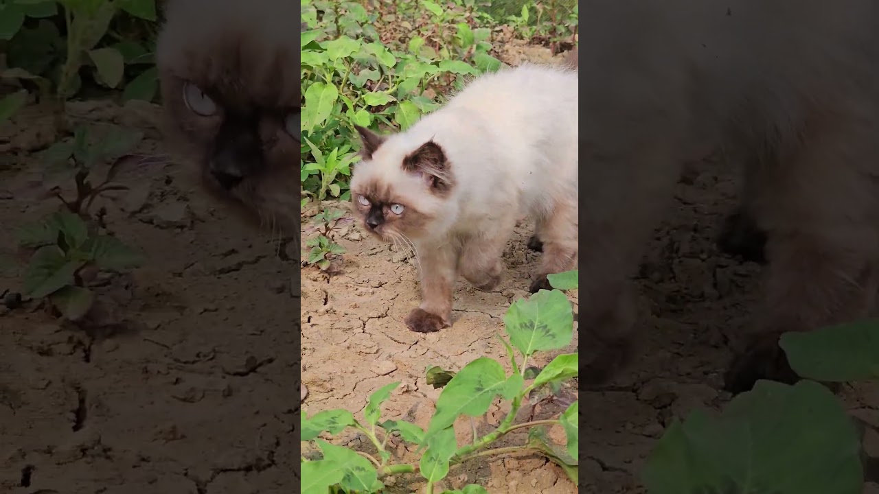 シャム猫が窓の外をじっと見つめる理由は？ #シャム猫 #何見てるの