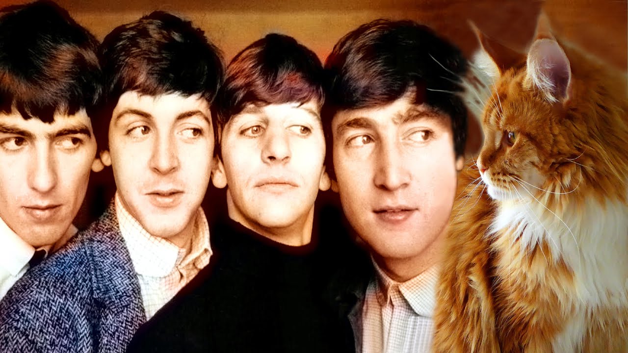 ROCK 'N' JUMP CAT 🚚 Maine Coon Delivers a Message to The Beatles 🎸 Three Cool Cats #cat #funny