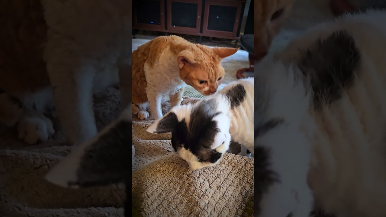 Devon Rex Cat Gets Sassy #shorts