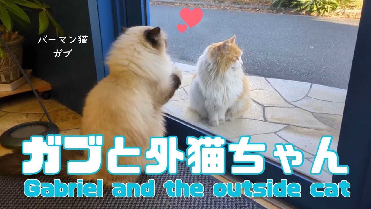 バーマン猫ガブ【ガブと外猫ちゃん】Gabriel and the outside cat（バーマン猫）Birman/Cat