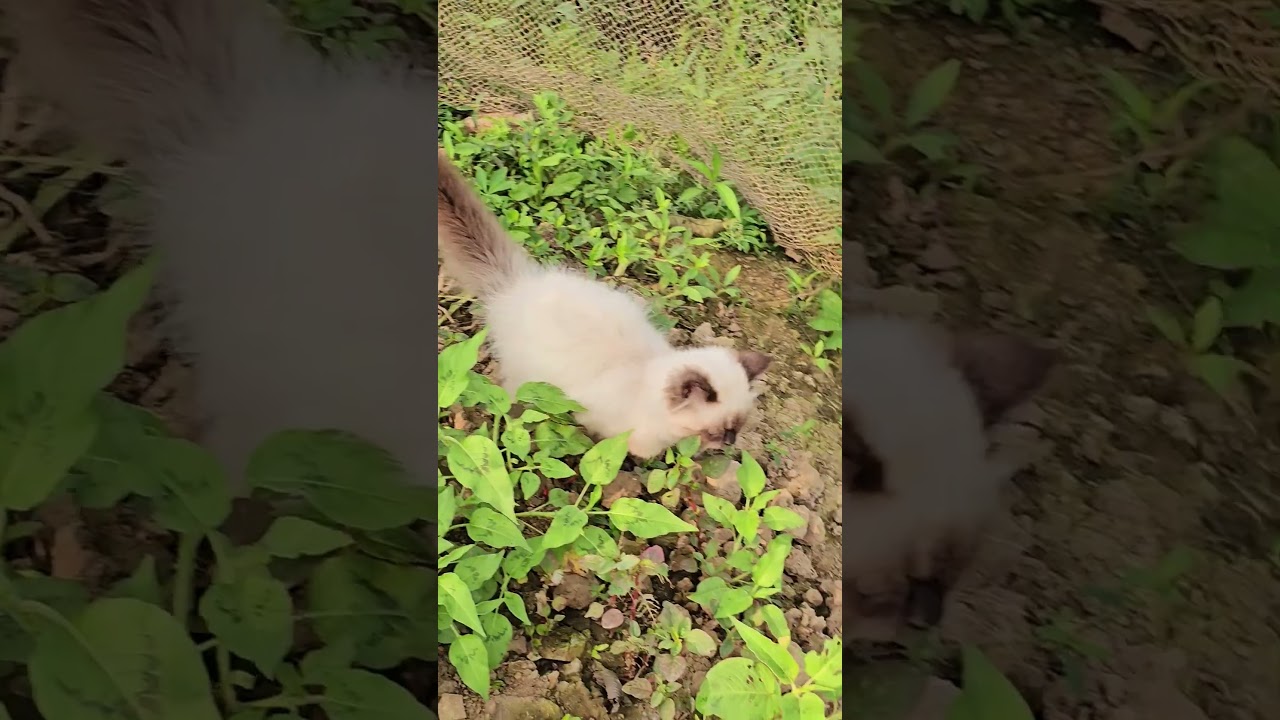 シャム猫と赤ちゃんのかわいい瞬間 #シャム猫 #赤ちゃんと猫