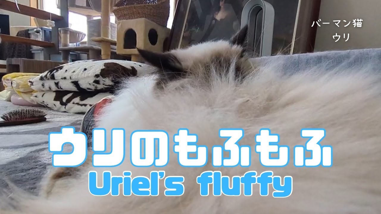 バーマン猫ウリ【ウリのもふもふ】Uriel's fluffy（バーマン猫）Birman/Cat