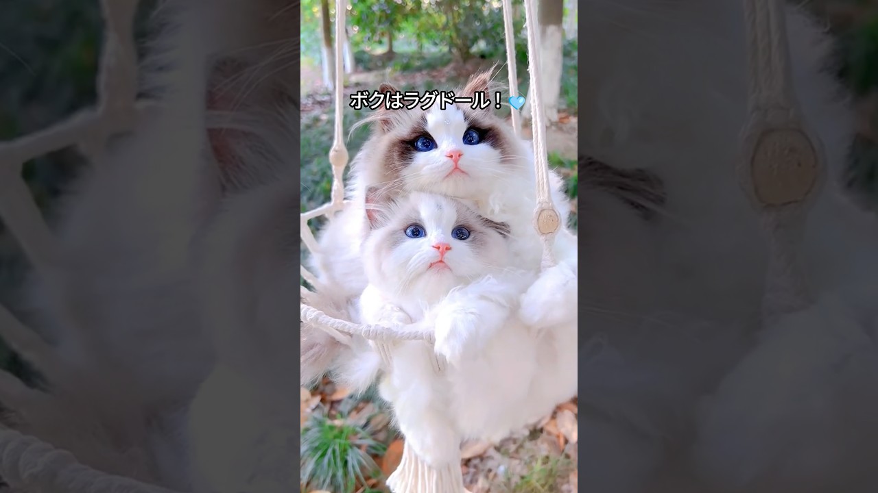 【最も美しい猫】ラグドールの可愛さがわかる1分解説