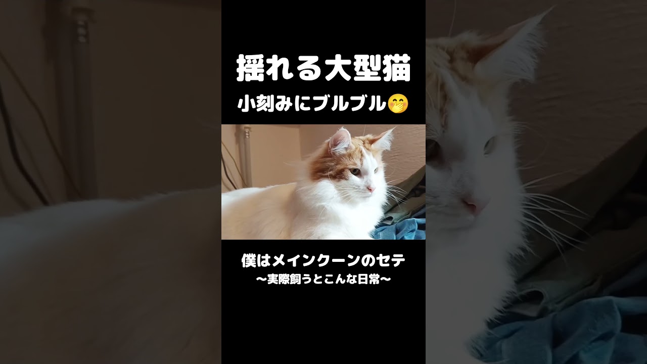 ぶるぶるしてる... #メインクーン #猫 #ねこ #猫のいる暮らし #猫のいる生活 #mainecoon #cat