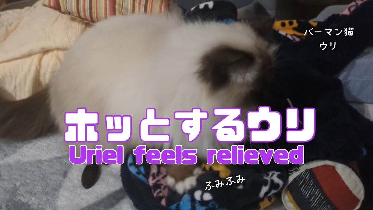 バーマン猫ウリ【ホッとするウリ】Uriel feels relieved（バーマン猫）Birman/Cat
