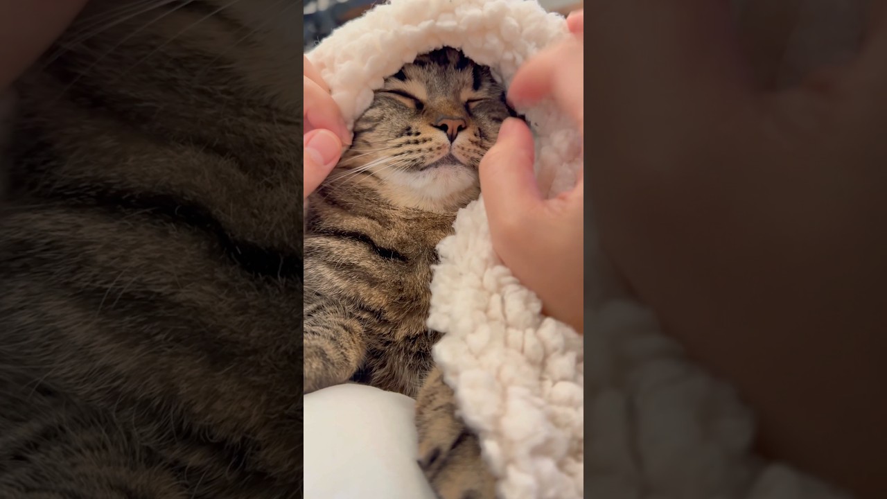 大暴れスコティッシュが子守唄ですぐ寝た...笑 #shorts #猫 #cat