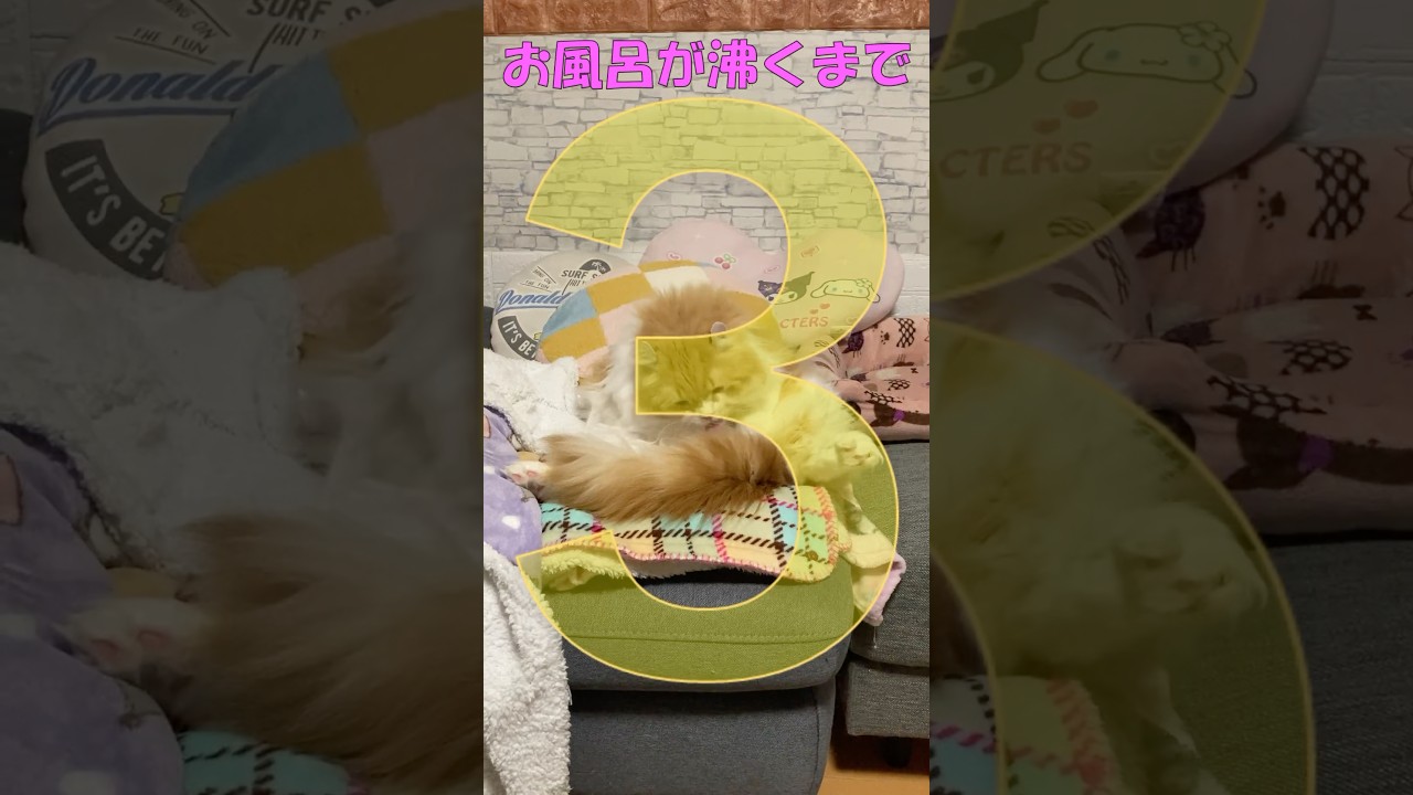 お風呂が沸きました２ #cat #猫のいる暮らし #アメリカンカール