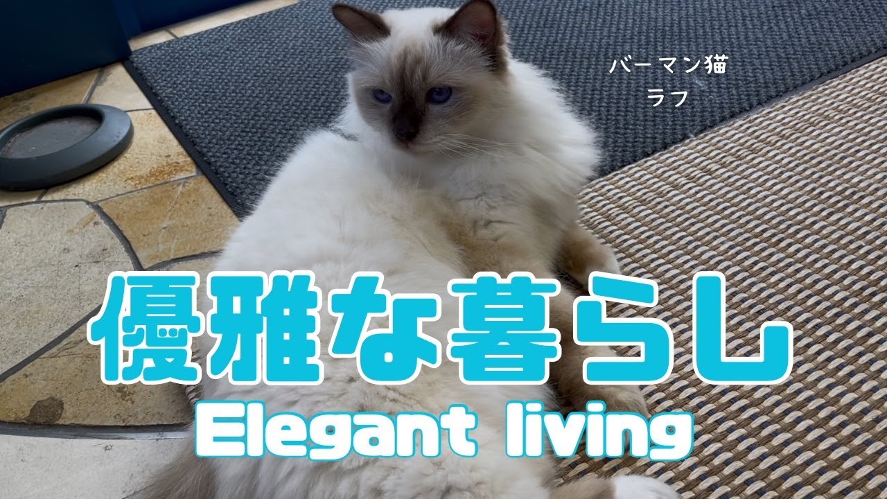 バーマン猫ラフ【優雅な暮らし】Elegant living（バーマン猫）Birman/Cat