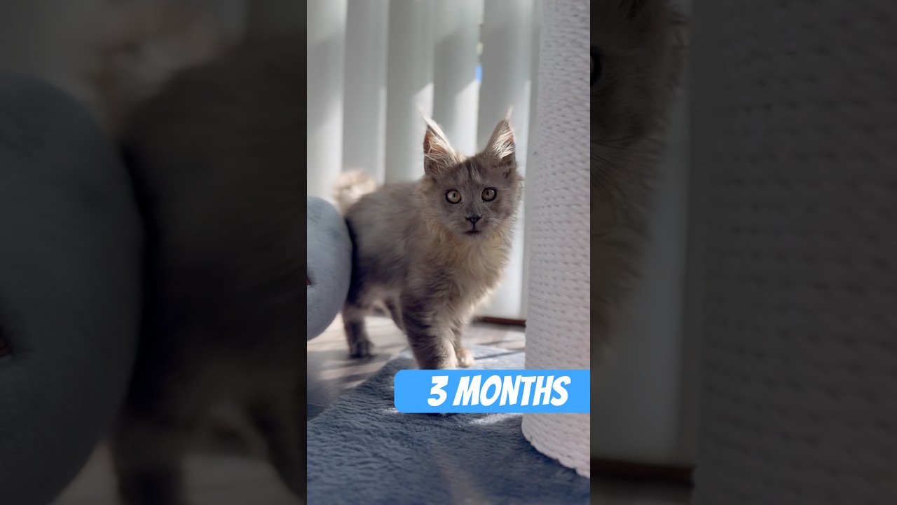 This little Maine Coon lioness turns 3 months today #mainecoon #kitten #bluesmoke
