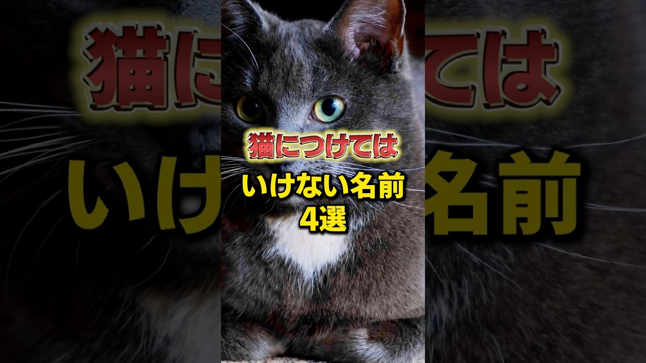 猫につけてはいけない名前4選 #猫のいる暮らし #子ネコ #猫動画 #ペットのいる暮らし #shorts