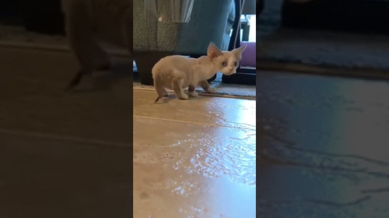 Looking for Love and Laughter? Meet the Devon Rex! #like #kitten #kitty #cat  #yt #pet #share