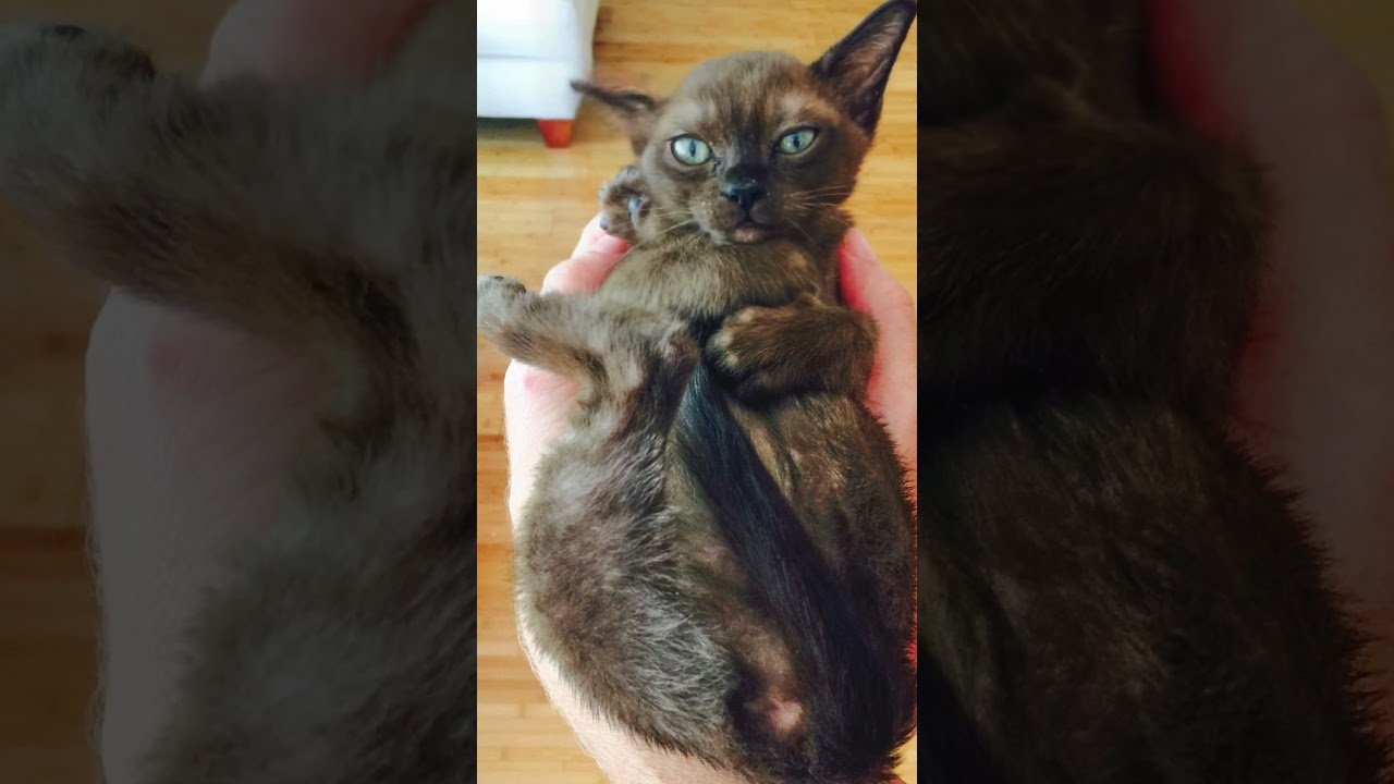 Throwback to Surprise Kitten! #cutepetsshorts #cutecats #Cats #burmesecat #cutecats