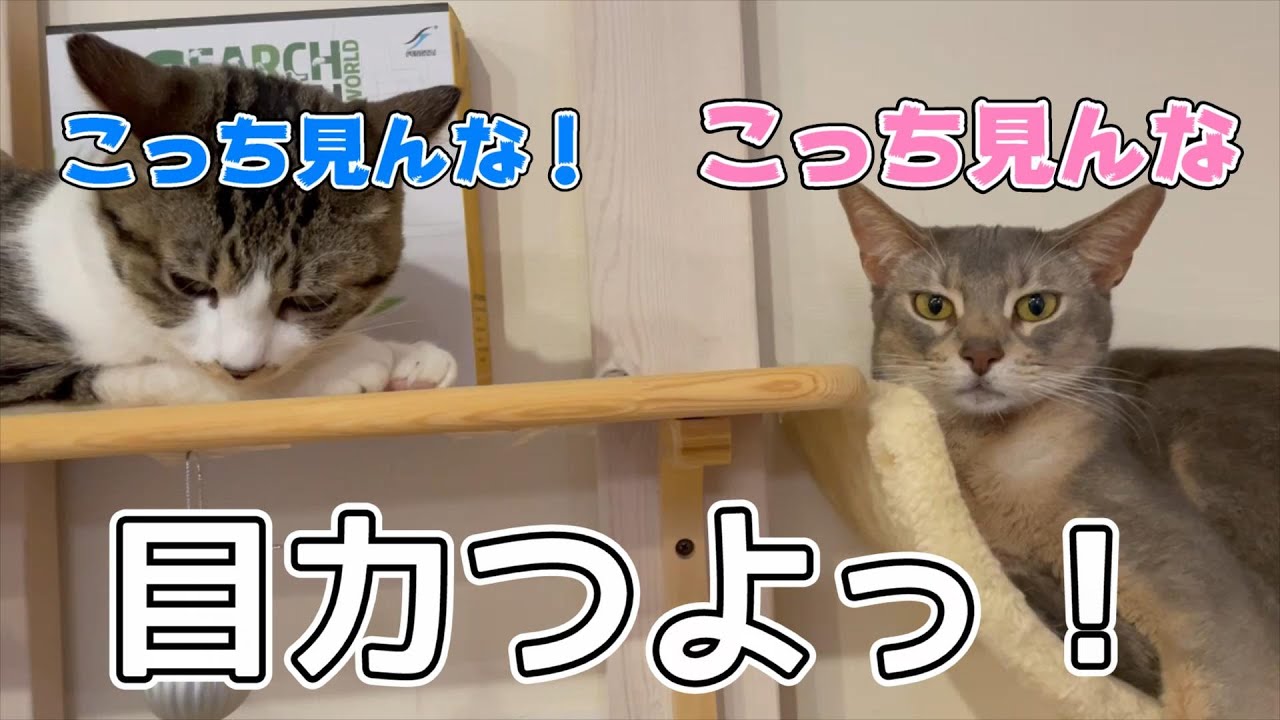 お気に入りの場所を奪い合ううちの猫ズ♡