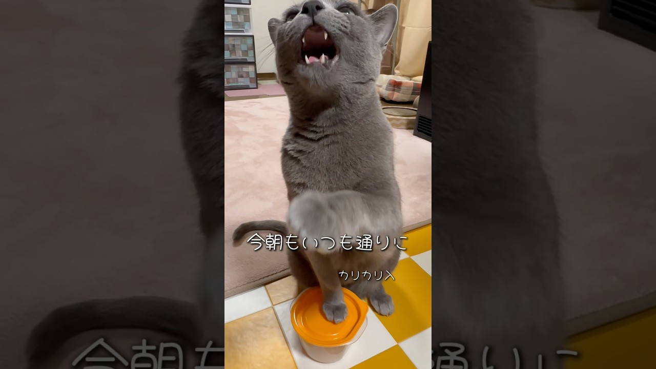 【ロシアンブルー】めろんいつも通りの朝🤗【猫】#shorts