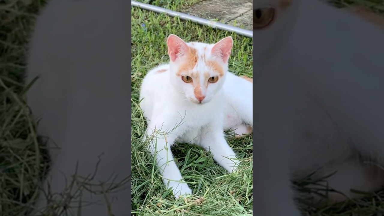 Cute Japanese Bobtail Kitten (かわいい日本のボブテイルの子猫)
