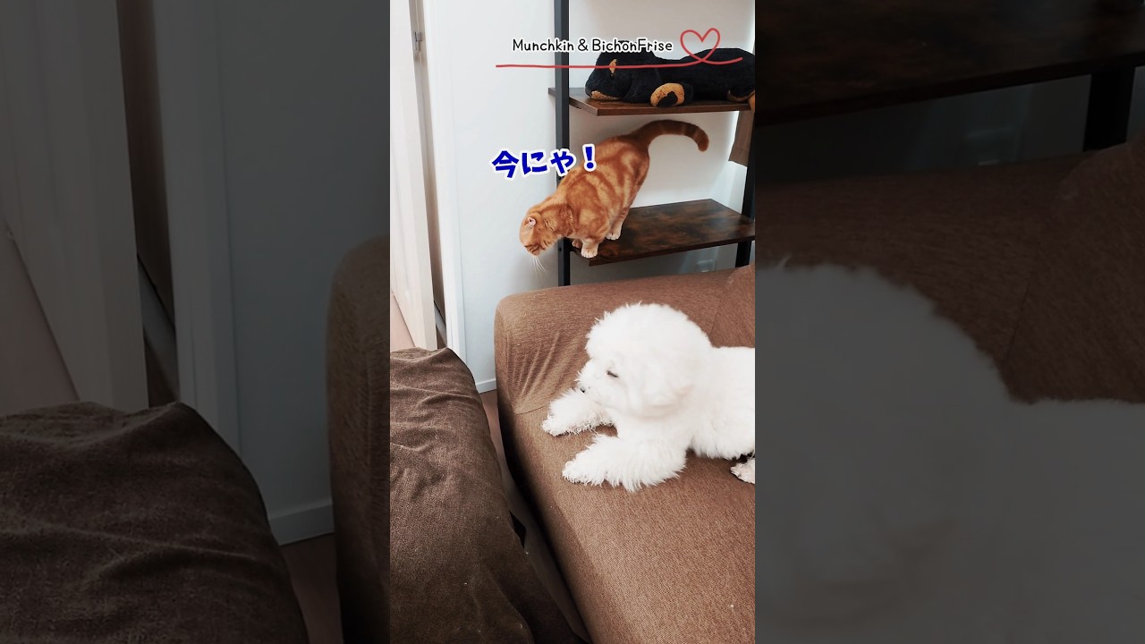【マンチカン＆ビションフリーゼ】かまってほしくない短足猫とちょっかいを出したいもふ犬 【犬と猫、両方飼ってると毎日かわいい♥】