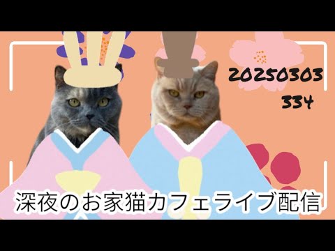 深夜のお家猫カフェライブ配信 ３３４