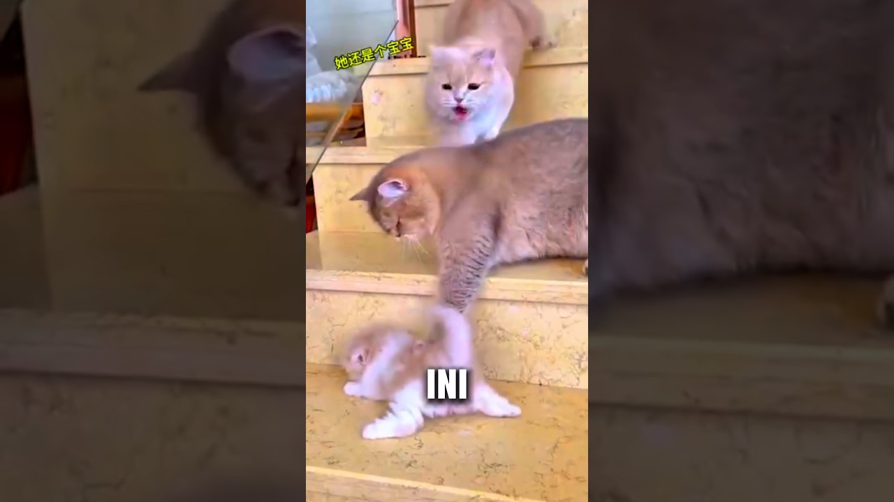 mereka berantem karena anaknya🙀