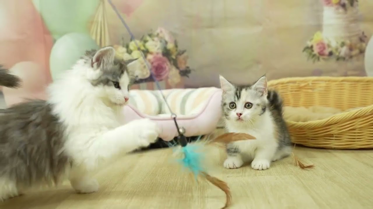 ノルウェージャンフォレストキャットの男の子☆