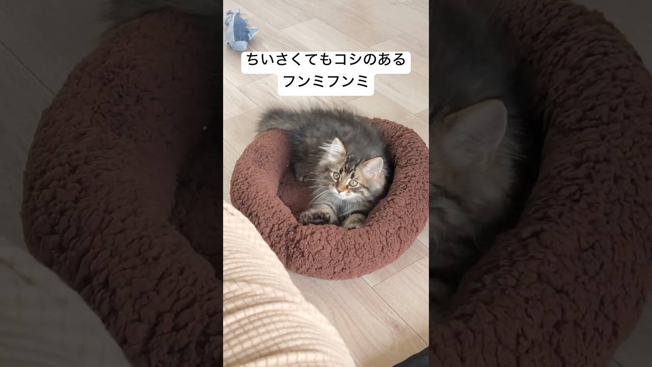 ちいさな体でふみふみふみ #猫 #サイベリアン #ふみふみ