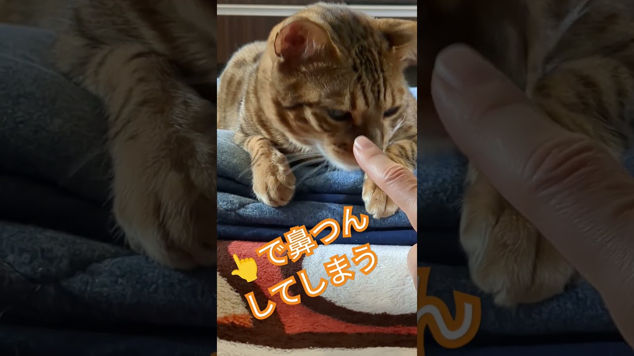 猫鼻つん #猫のいる暮らし #ねこ #猫 #cat #kitten #ベンガル