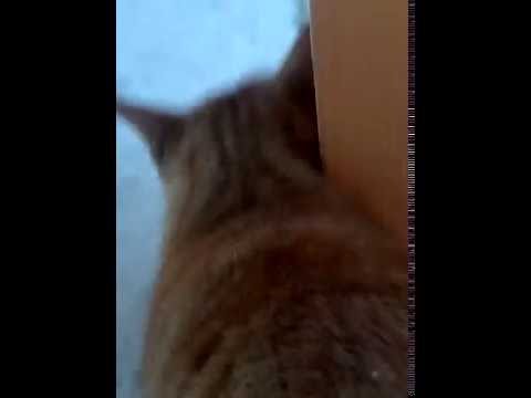 Brown Cat