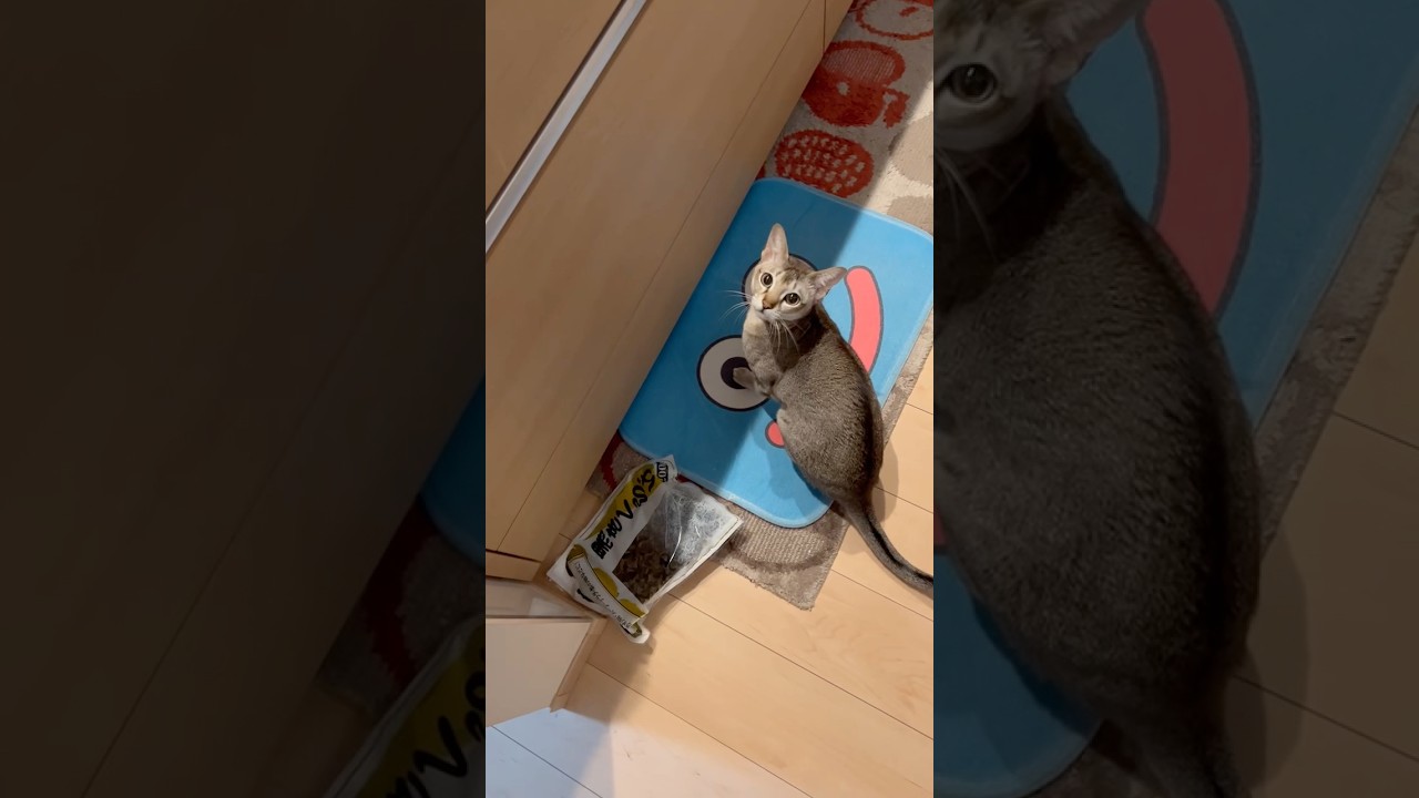 大好きなのだ！　#シンガプーラ #猫のいるくらし