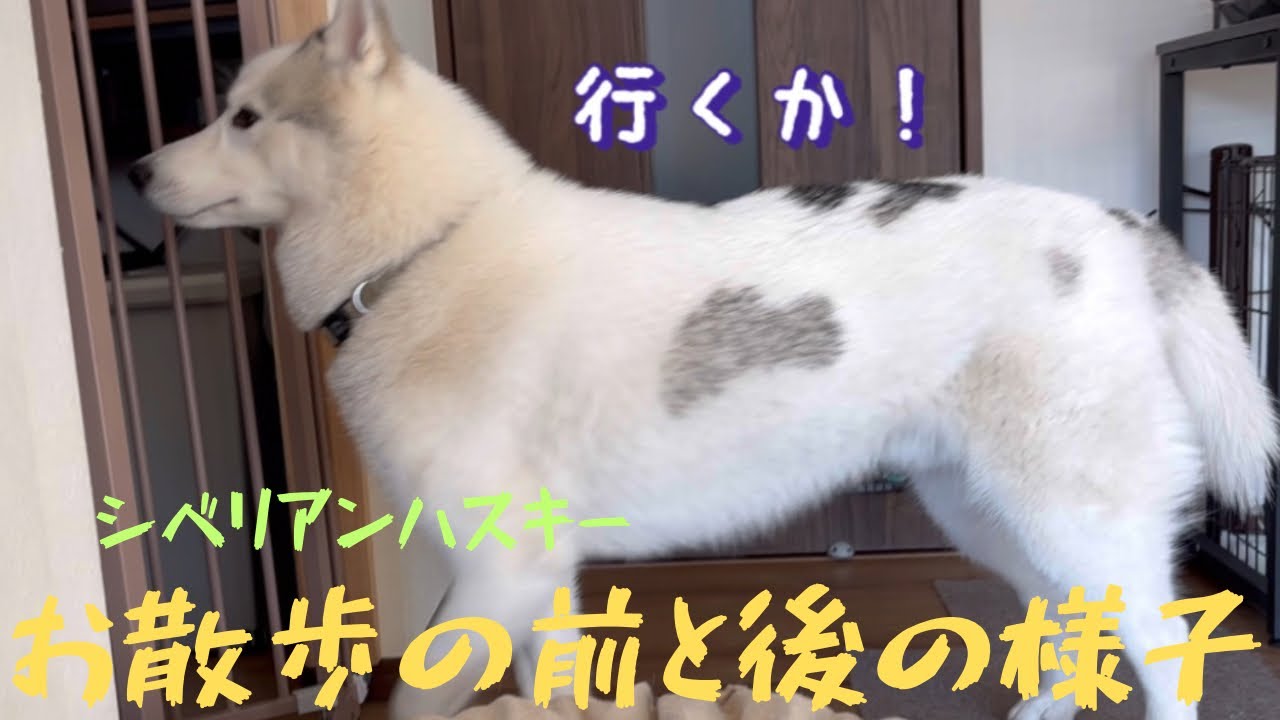 シベリアンハスキー の散歩の前と後の様子