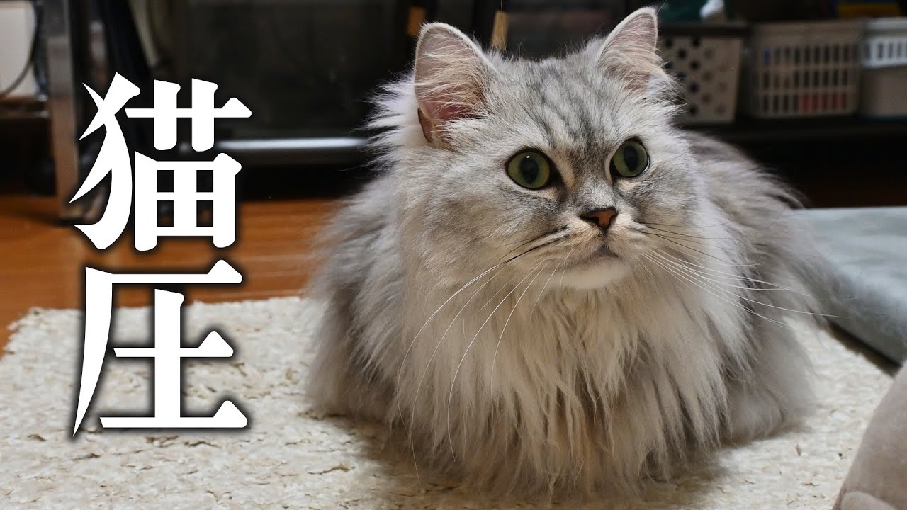 ご飯食べてたら猫に無言の圧をかけられた