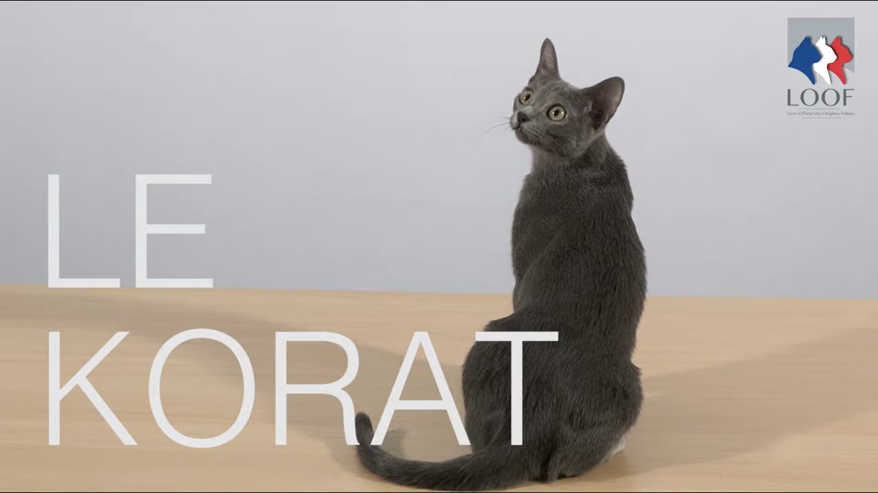 Tutocat - le Korat