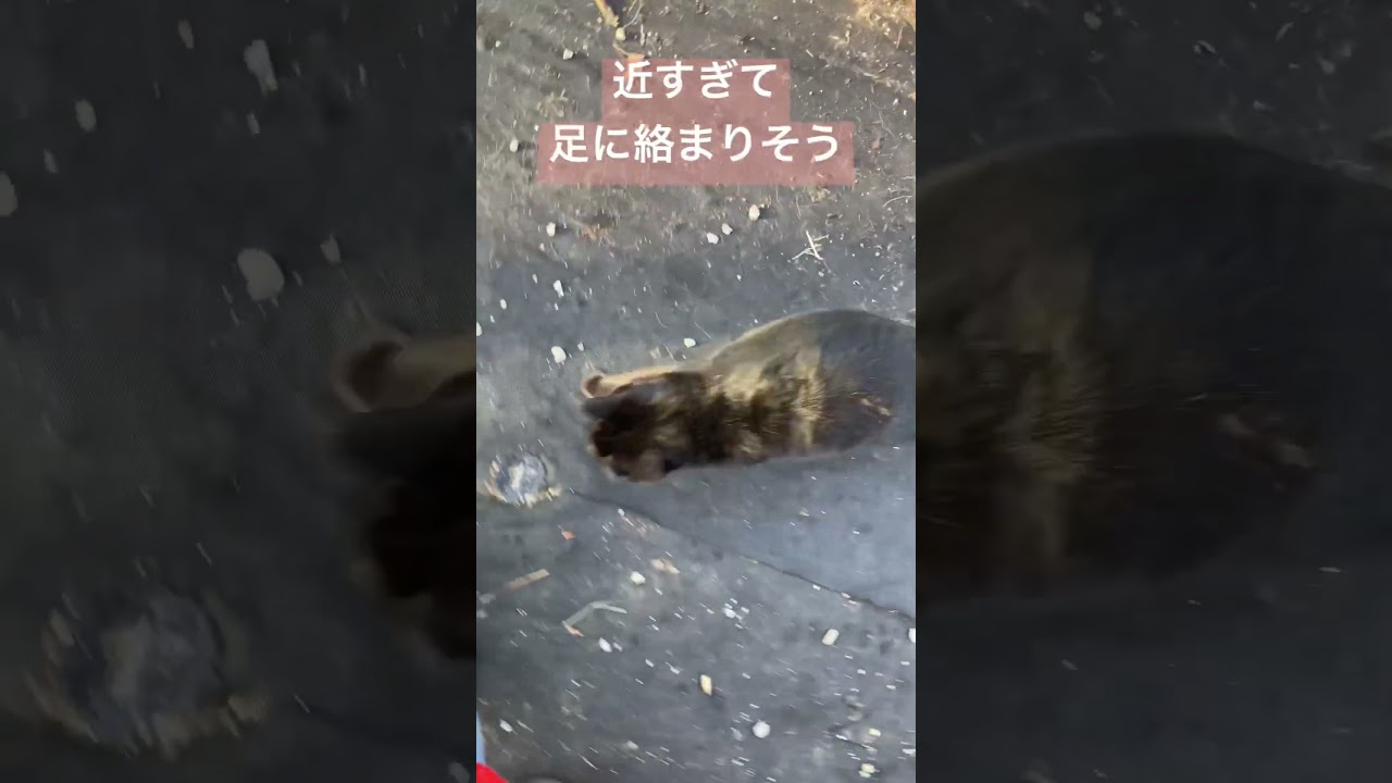 あんこの庭タイム　#shorts #猫 #保護猫