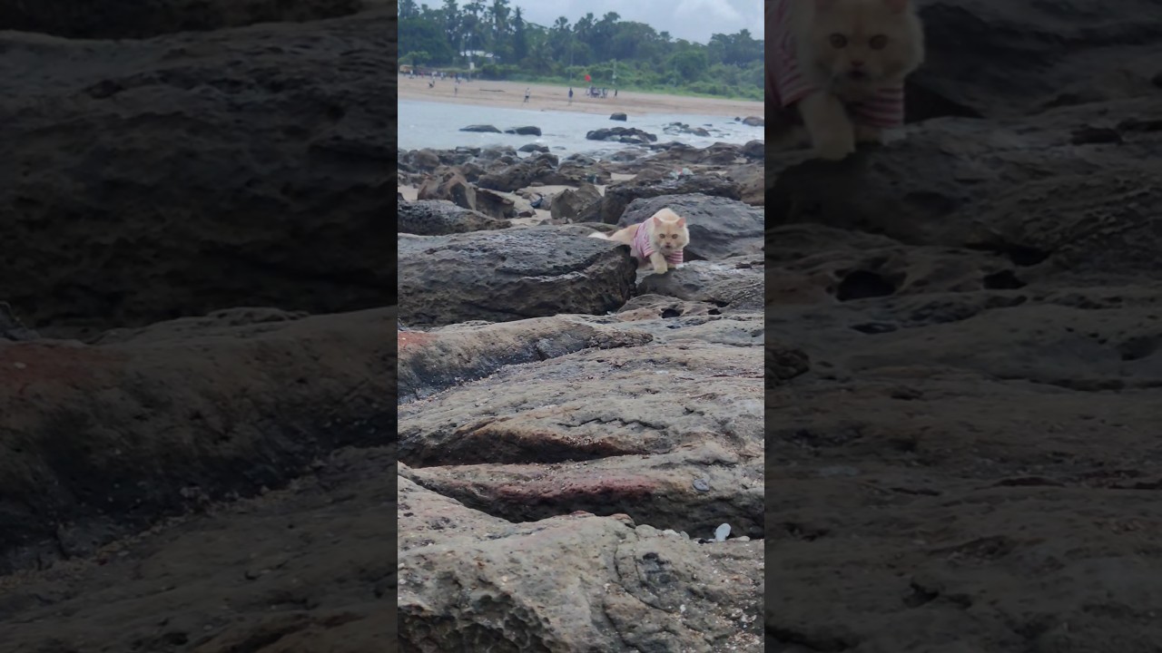 cat quietness video #shortsfeed #shorts #viralshorts